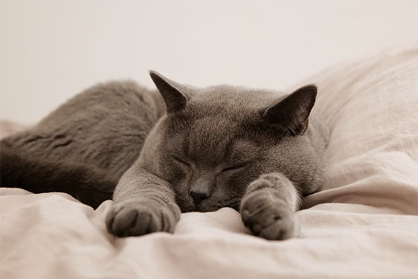 Katze Tierheim